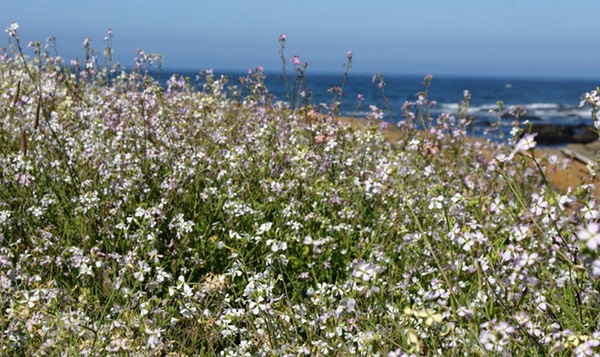 25785938_b2bfc1a288_o